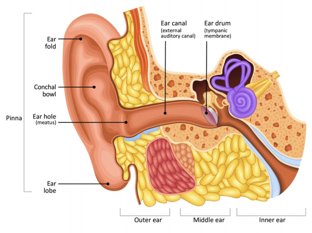 Ear Health